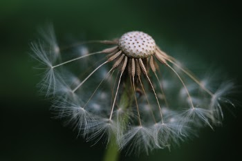 DescriptionThe dandelion is a species from the composite family. In this family, flowers are greatly reduced and small and are close together in a flower head. Dandelions are very common. In April they can turn whole meadows yellow.