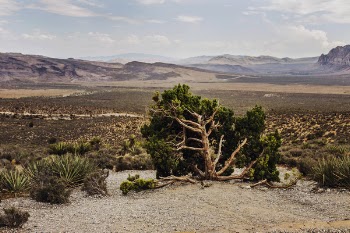 Desert 