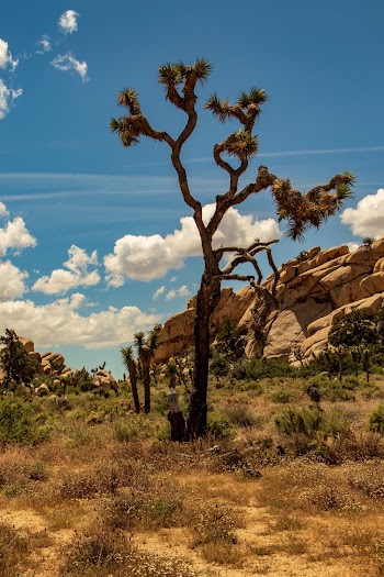 Desert