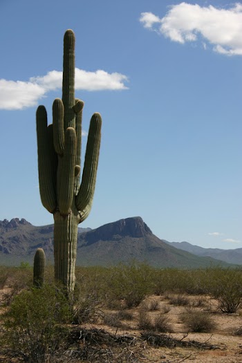 desert-082504-01.jpg