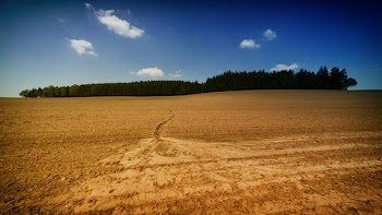 desert land and forest