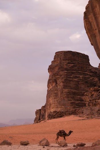 Desert Landscape with Camel and Rock Formation