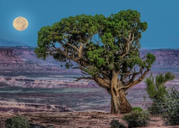 Desert Moonrise