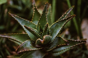 Desert Plant With Spikes