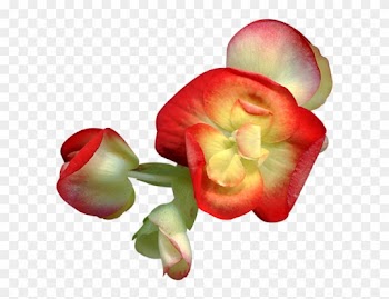 Desert Rose