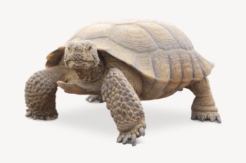 Desert tortoise collage element, wildlife | Free PSD - rawpixel