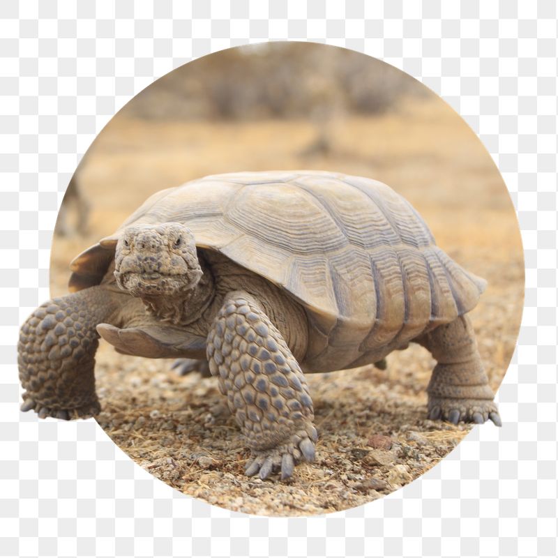 Desert tortoise png sticker, wildlife | Free PNG - rawpixel