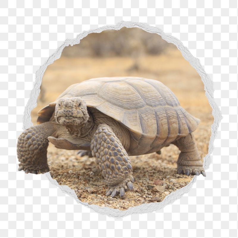 Desert tortoise png sticker, wildlife | Free PNG - rawpixel