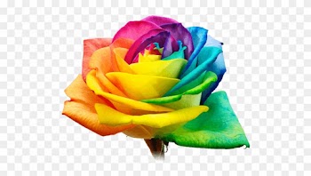 Design - Rainbow Rose Png