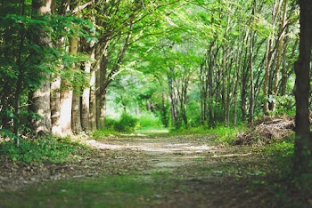 Desire Path Surrounded With Trees and Grass
