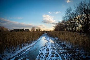 Desired Path With Snow Beside Trees and Grasses