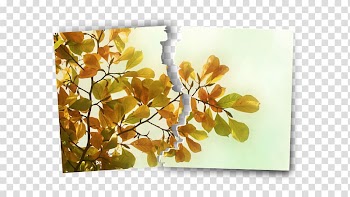 Desktop Autumn 1080p High-definition television , autumn transparent background PNG clipart