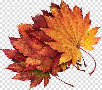 Desktop Autumn, autumn transparent background PNG clipart