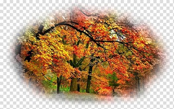 Desktop Autumn Beauty Oak, autumn transparent background PNG clipart