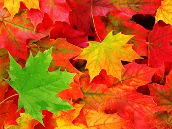 Desktop Autumn leaf color Autumn leaf color Nature, Autumn Leaves transparent background PNG clipart