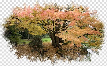 Desktop Autumn leaf color Oak Tree, autumn transparent background PNG clipart