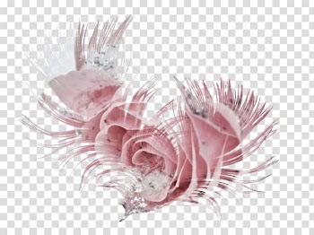 Desktop Bird, Feeding Tube transparent background PNG clipart