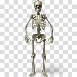 Desktop Halloween Icons, Standing skeleton transparent background PNG clipart