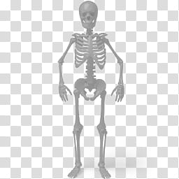 Desktop Halloween Icons, Standing skeleton transparent background PNG clipart