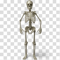 Desktop Halloween Icons, Standing skeleton transparent background PNG clipart