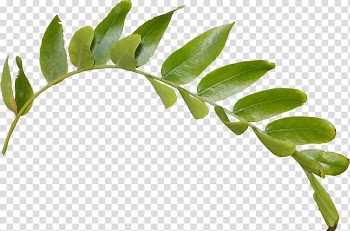 Desktop , Leaf transparent background PNG clipart