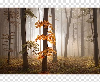 Desktop Mural Office , foggy forest transparent background PNG clipart