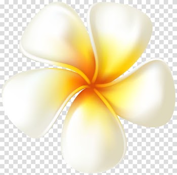 Desktop , plumeria transparent background PNG clipart