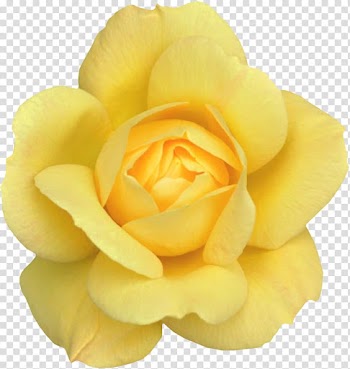 Desktop Rose , retro sunbeams with yellow stripes transparent background PNG clipart