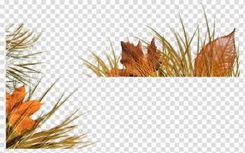Desktop Tree Herbaceous plant, autumn branches transparent background PNG clipart