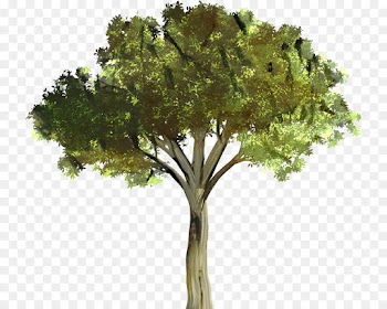 Desktop Wallpaper, Branch, Tree, Plant PNG