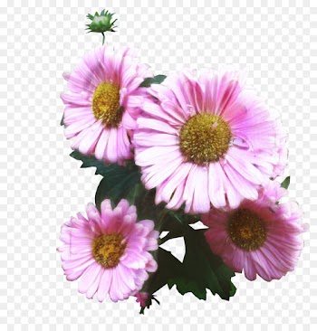 Desktop Wallpaper, Common Daisy, Drawing, Flower, Flowering Plant PNG