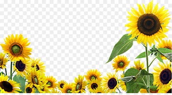 Desktop Wallpaper Common sunflower Clip art - sunflower oil 