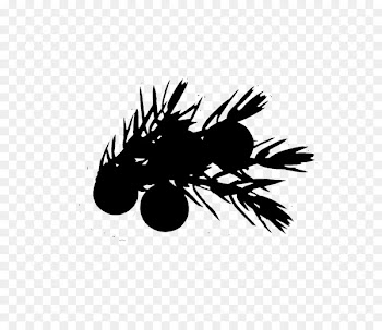 Desktop Wallpaper Computer Font Silhouette Insect -  