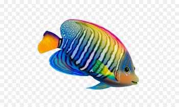 Desktop Wallpaper Fish Live Computer - Color fish 