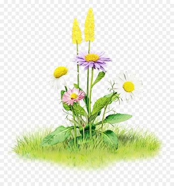 Desktop Wallpaper, Flower, Drawing, Plant PNG