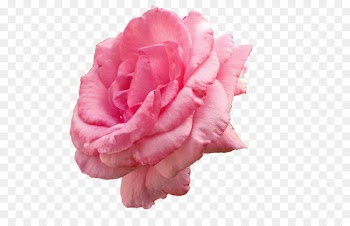 Desktop Wallpaper Garden roses Image resolution Nature - rose 