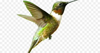 Desktop Wallpaper, Hummingbird, Bird PNG