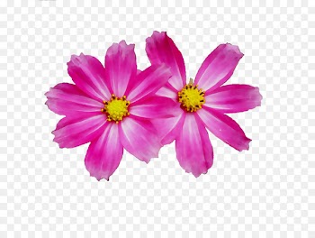 Desktop Wallpaper Image Portable Network Graphics Garden Cosmos Display resolution -  