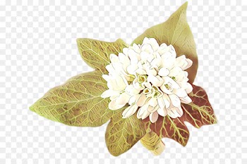 Desktop Wallpaper, Morning, Download, Flower, Plant PNG