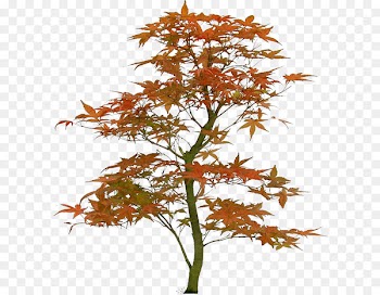 Desktop Wallpaper, Photography, Idea, Flowering Plant, Tree PNG
