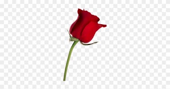 Desktop Wallpaper Rose Stock Photography Flower - Red Rose On Transparent Background