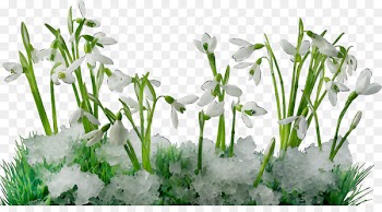 Desktop Wallpaper, Snowdrop, Flower, Grass PNG