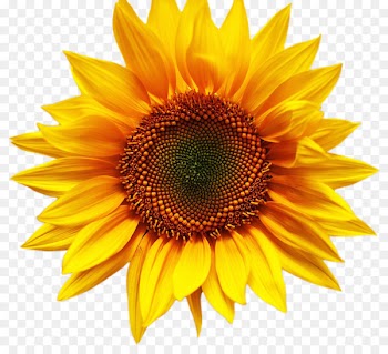 Desktop Wallpaper stock.xchng Sunflower Image Stock photography - icosahedral 