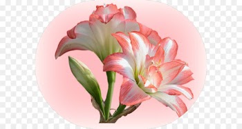 Desktop Wallpaper The Plant Cafe Organic Image Photograph Nature - curcuma ecommerce 