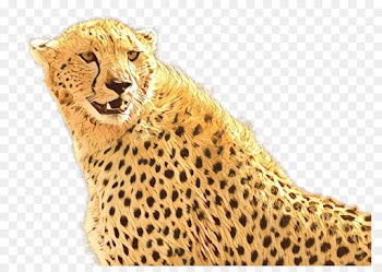 Desktop Wallpaper, Tiger, Cheetah, Terrestrial Animal PNG