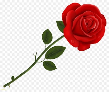 Desktop Wallpaper Valentine's Day Love Wish - red rose 