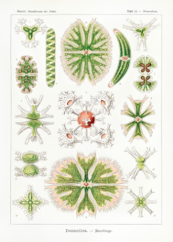 Desmidiea&ndash;Bierdinge from Kunstformen der Natur (1904) by Ernst H.. | Free public domain illustration - 2272225