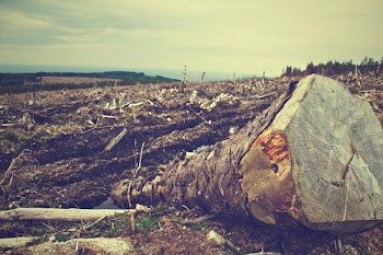          Desolation Free Photo     