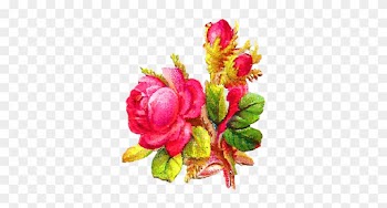 Despite The Distressing And Rustic Appearance Of This - Garden Roses