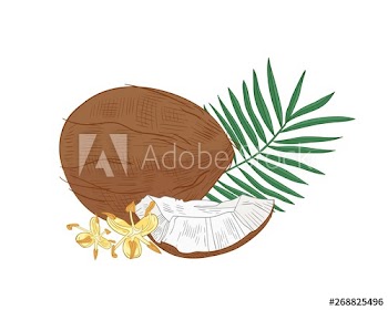 Detailed botanical drawing of coconut, palm tree foliage and blooming flowers isolated on white background